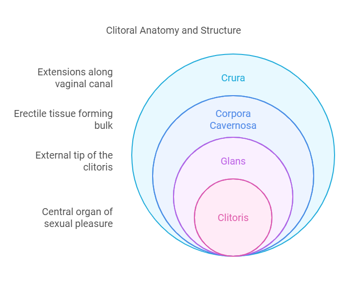 clitoris